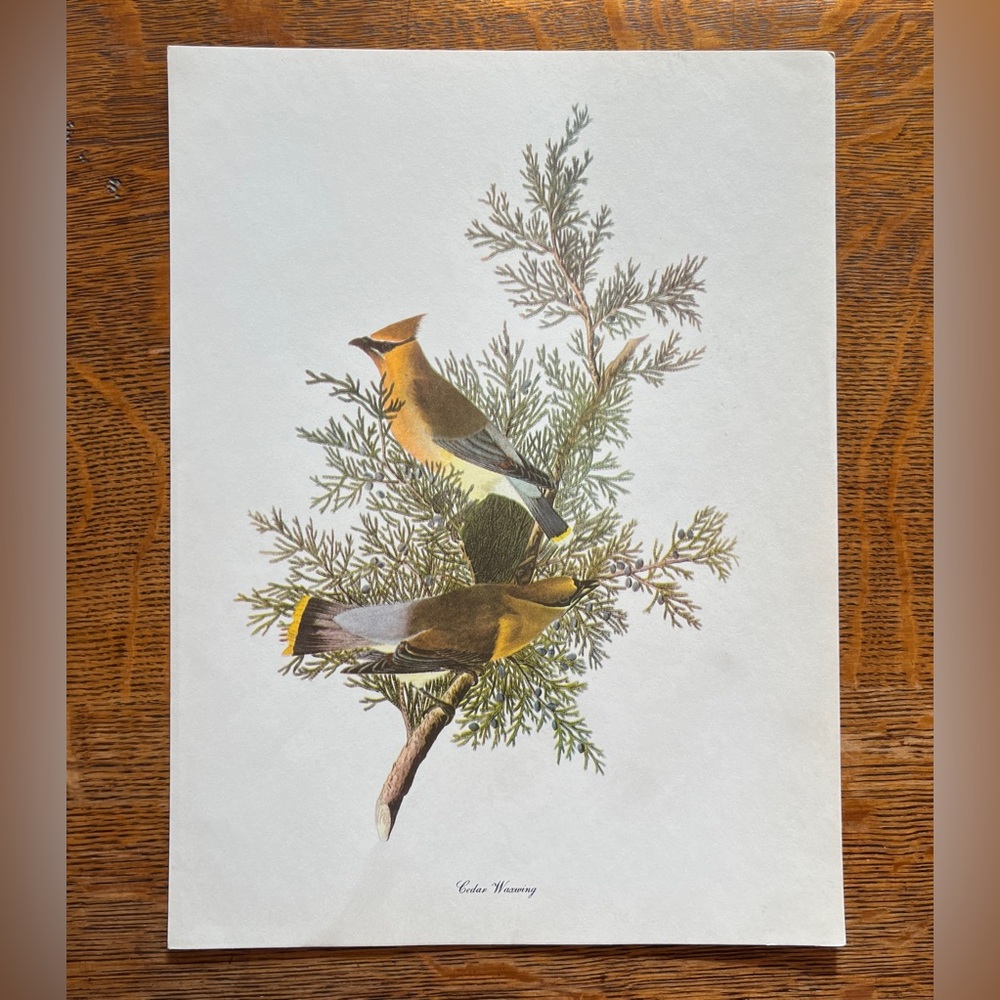 Vintage Audubon Birds of America Lithograph Print, Cedar Waxwing